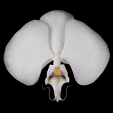 White Orchid Yoga Mat